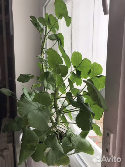 Герань/ пеларгония алая