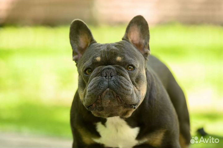 Французский бульдог