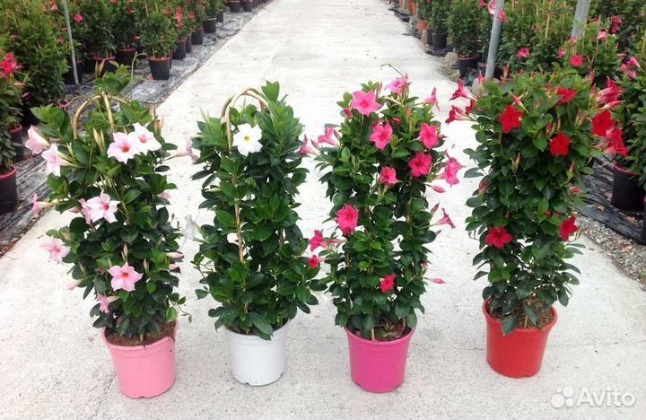 Бугенвилия