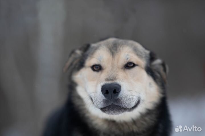 Плюшка и лапочка тоскует в приюте