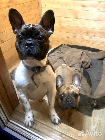 Зоогостиница для собак