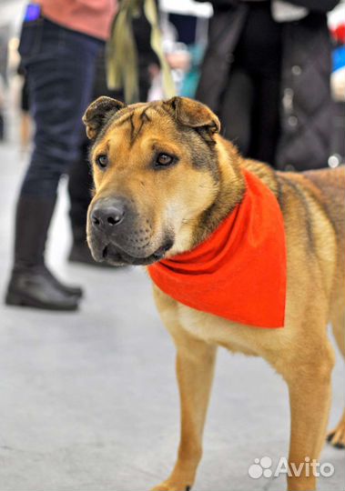 Метис шарпея в добрые руки