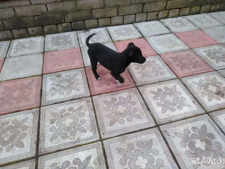 Щенки метисы питбуля