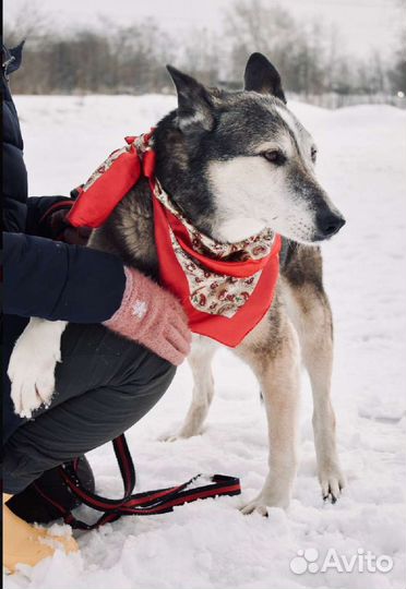 Лиза страдает от тоски в приюте