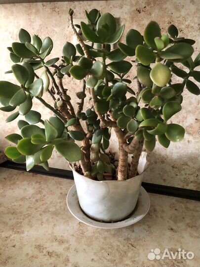 Крассула толстянка Денежное дерево