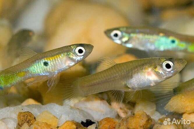 Аквариумные рыбки, креветки, растения