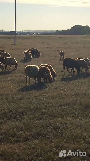 Овцы бараны