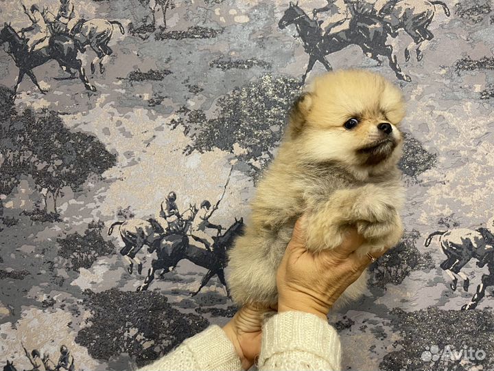 Щенки шпица Рыбинск