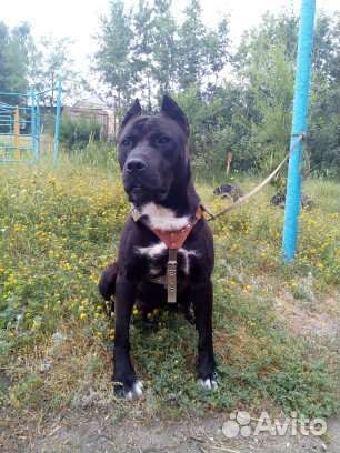 Питбуль вязка