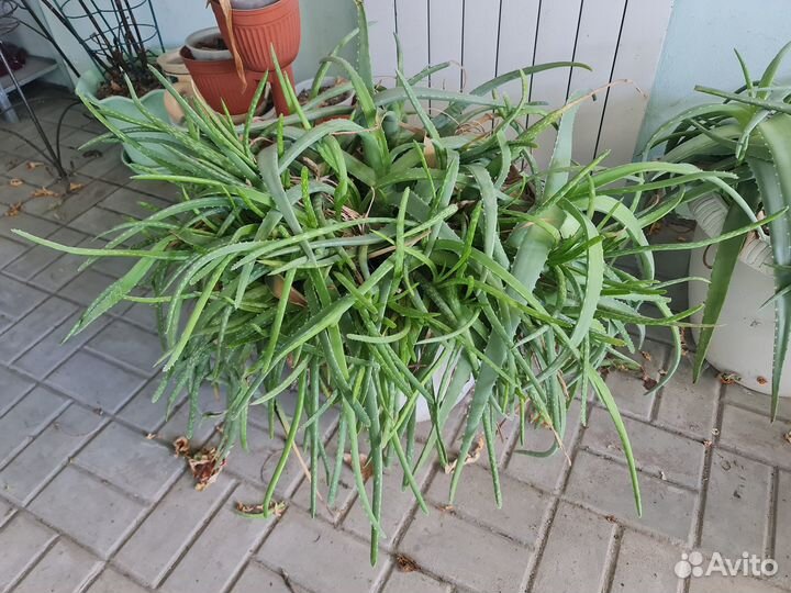 Комнатные растения