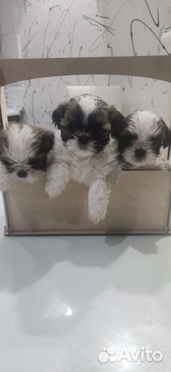 Щенки ши-тцу