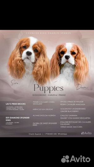 Щенки Кавалерчики РКФ