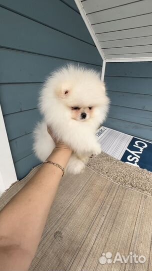 Купить шпица