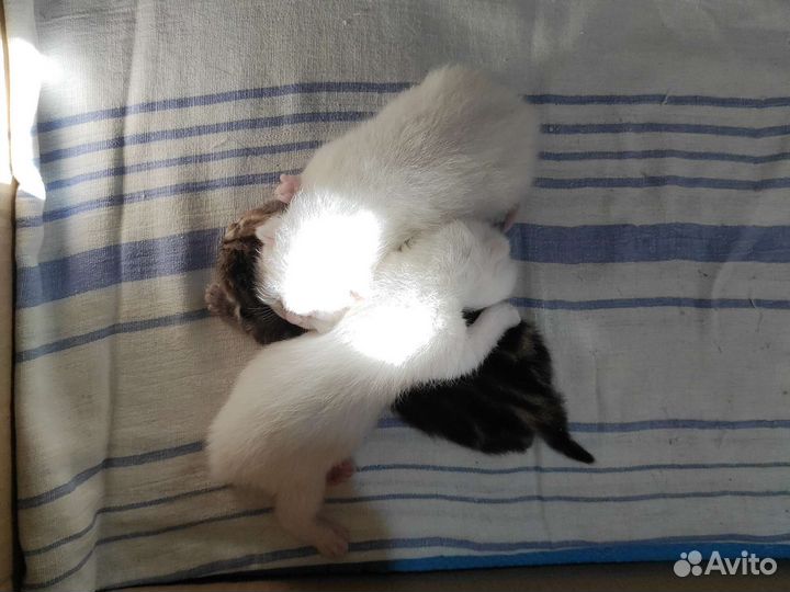 Британские котята