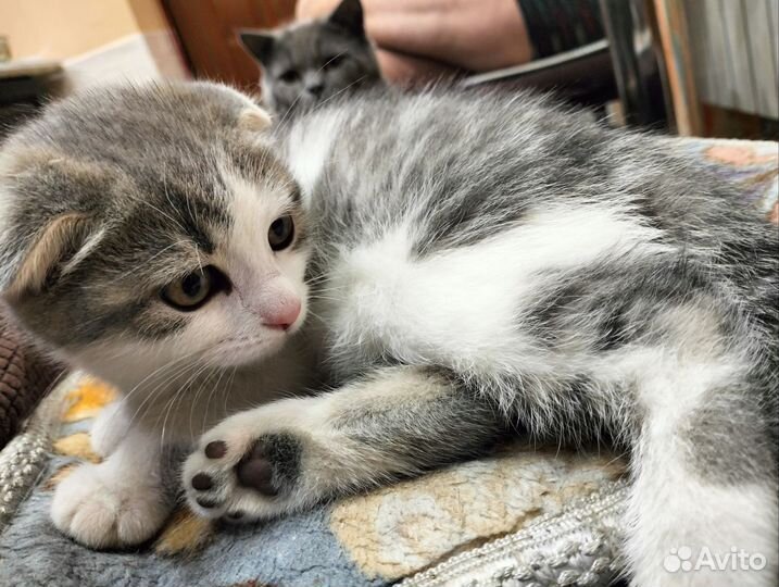 Шотландская вислоухая