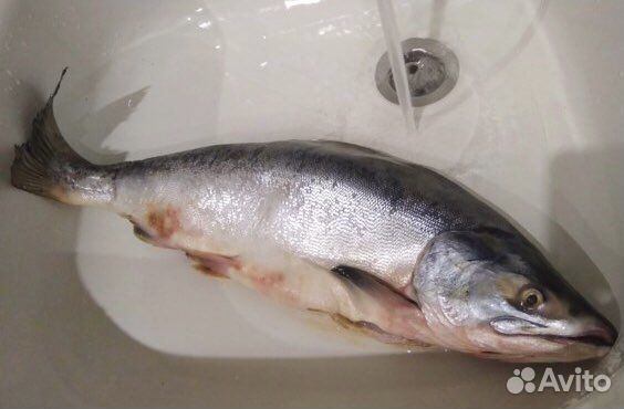 Горбуша «Не потрошеная» Вылов 2023