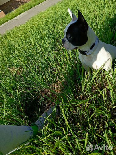 Французский бульдог