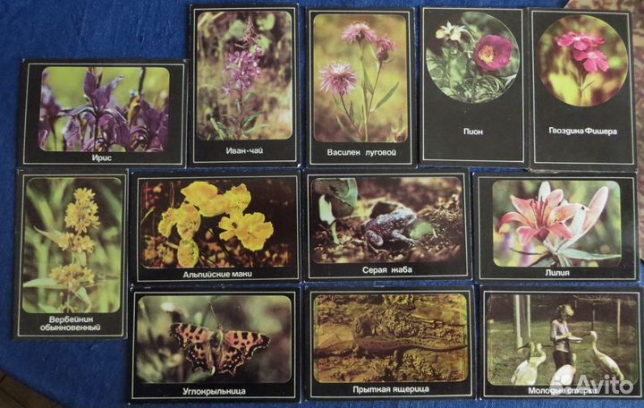 Календарики Флора фауна 85-93 гг