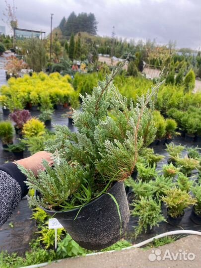 Можжевельник С3 контейнер в ассортименте