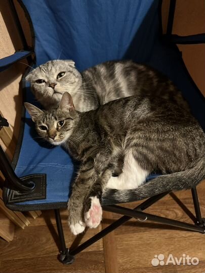 Кошки в добрые руки