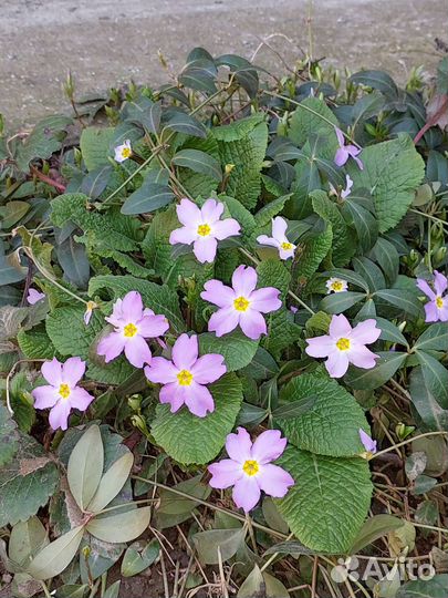 Дендрониум