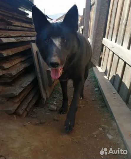 Щенки бесплатно