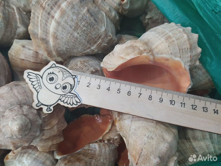 Ракушки рапана