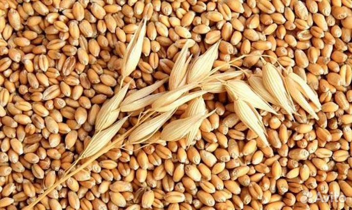 Ячмень кормовой