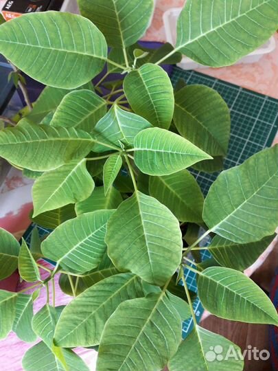 Пуансеттия