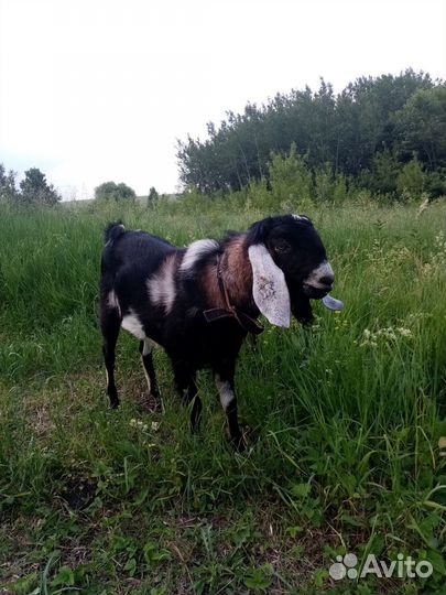 Козы, козёл, козлята