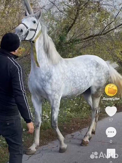 Лошадь кабыла