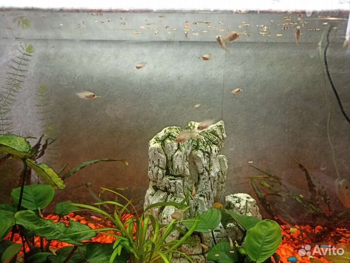 Мальки цихлиды