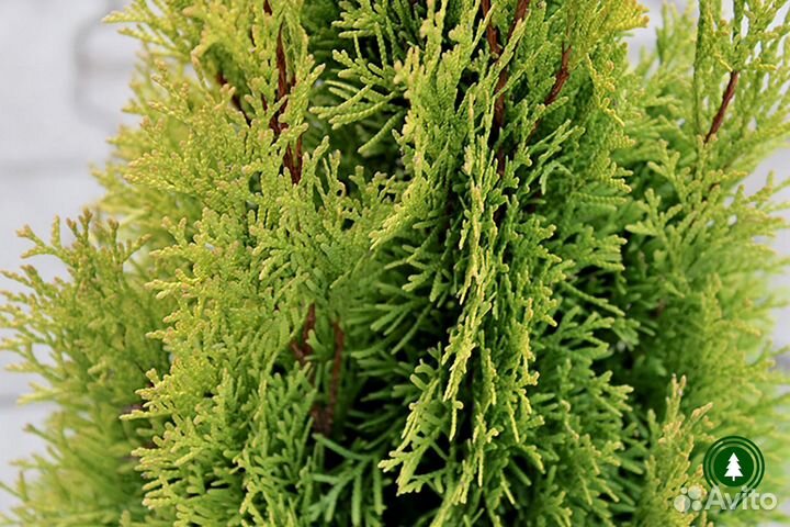 Туя Смарагд, Брабант артикул L-3068