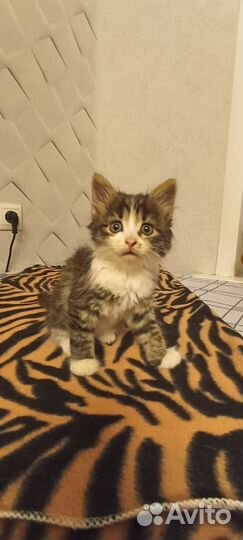 Котенок девочка 1,5 мес