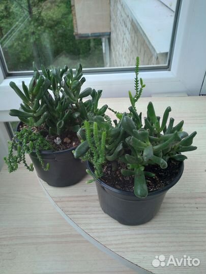 Красула (Толстянка)