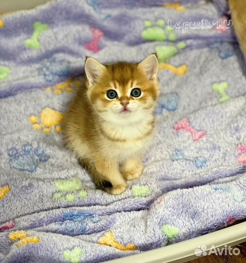 Британская золотая шиншилла