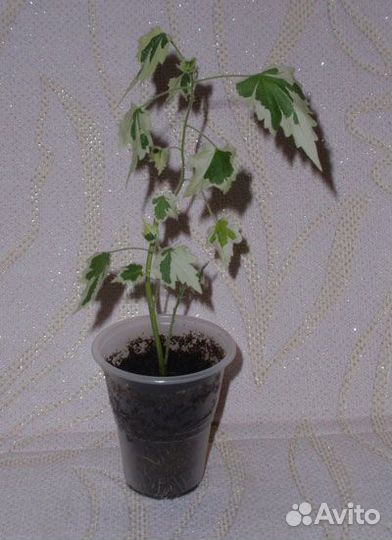 Абутилон Савицкого вышлю почтой