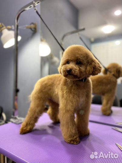 Качественные стрижки собак и кошек в Иркутск