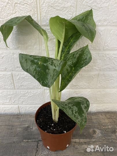 Аглаонема Лимон Минт