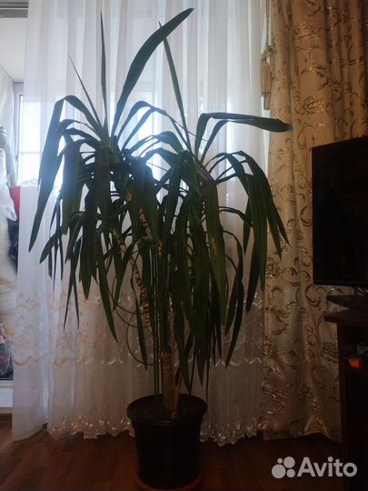 Продам цветы комнатные