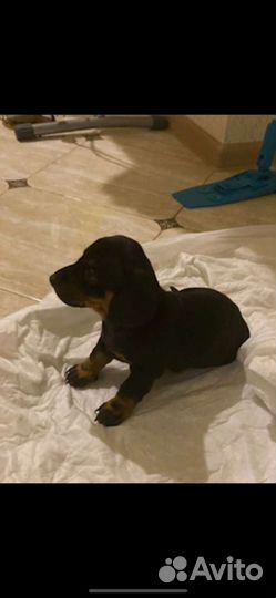 Такса щенки