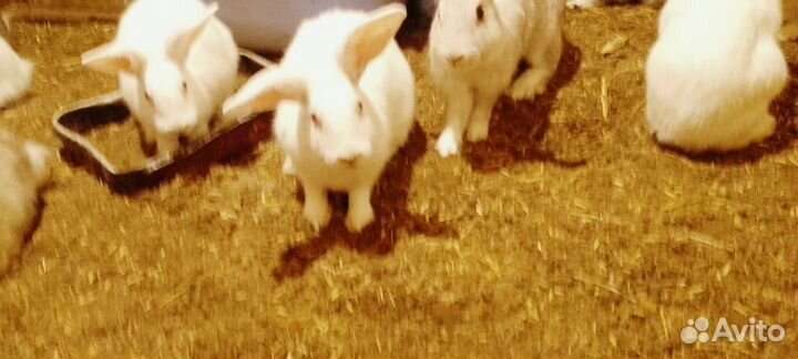 Продам кроликов
