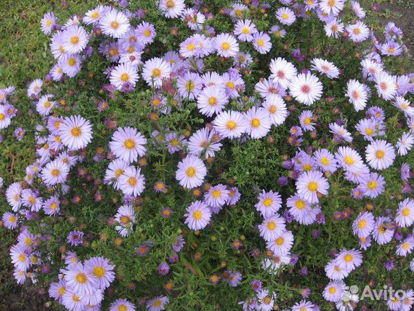 Многолетние астры, красивые георгины