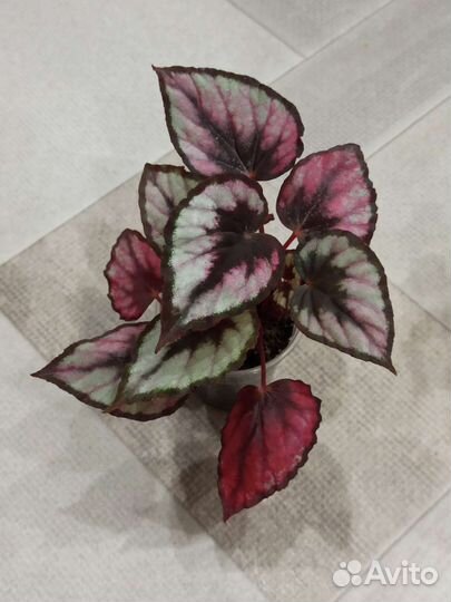 Бегонии королевские. Часть 2