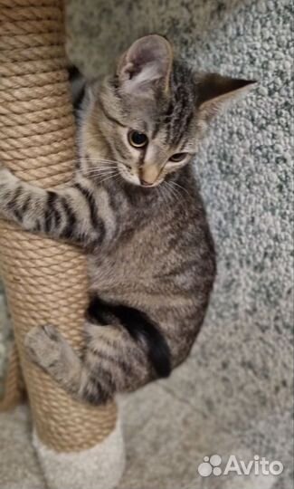 Котёнок девочка