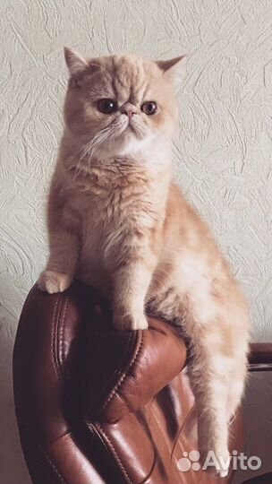 EXO Экзотическая кошка. Snoopy