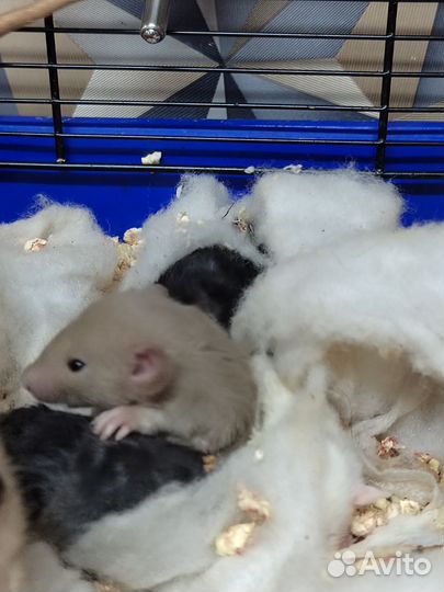 Крысы Дамбо вельветин и рекс