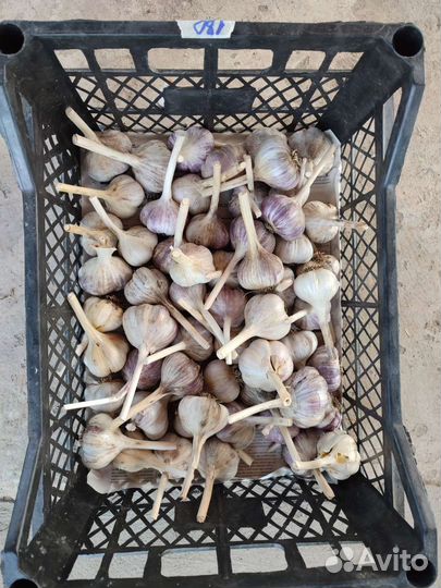 Чеснок домашний