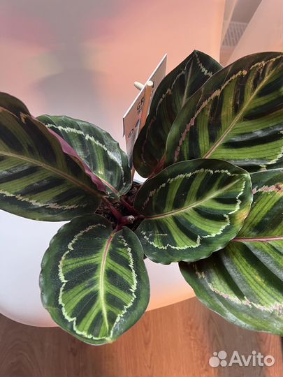 Калатея Медальон, Керховиана, триколор 12\35 см