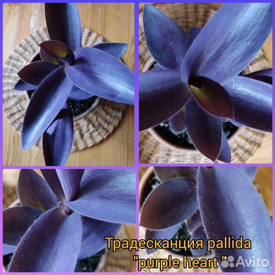 Традесканции сортовые часть 4